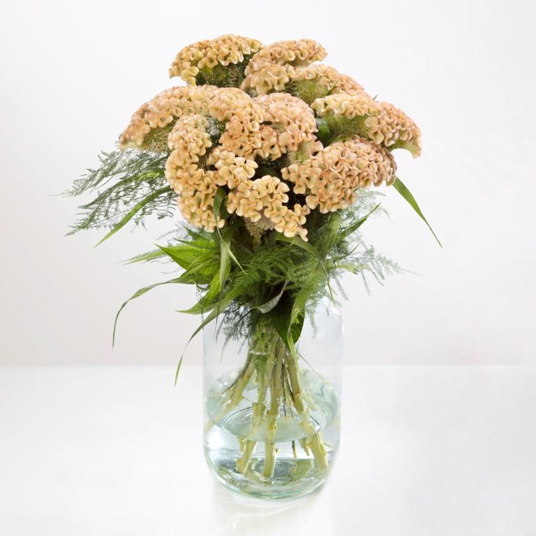 Celosia cristata, 'Haute Couture'