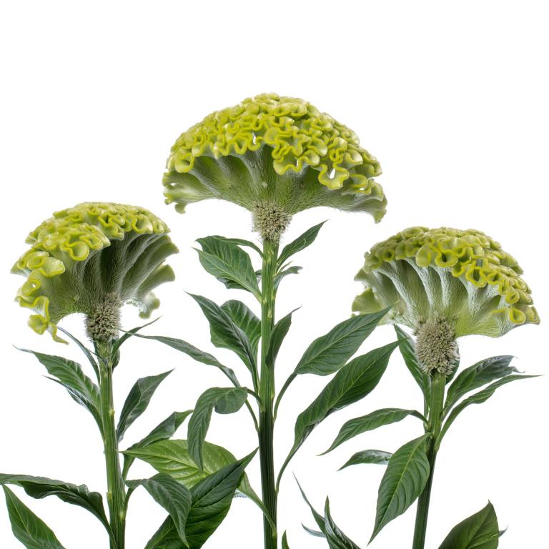 Celosia cristata, 'Act, Verda'