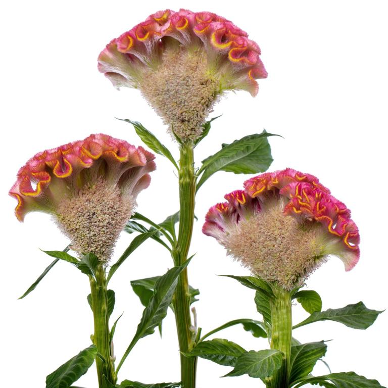 Celosia cristata, 'Act, Ziva'