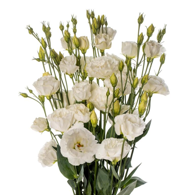 Eustoma russellianum, 'Lisadora White', F1 Hybrid