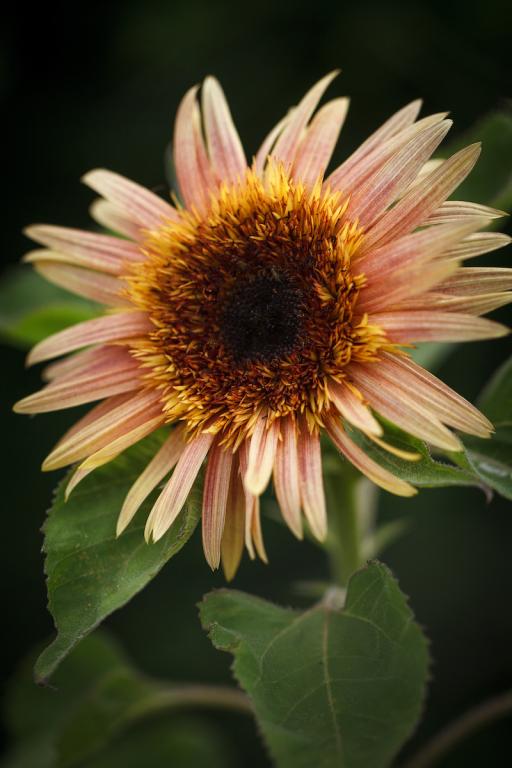 Helianthus annuus, 'Astra Rose'