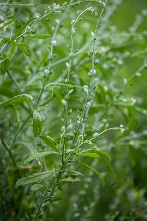 Lepidium sativum