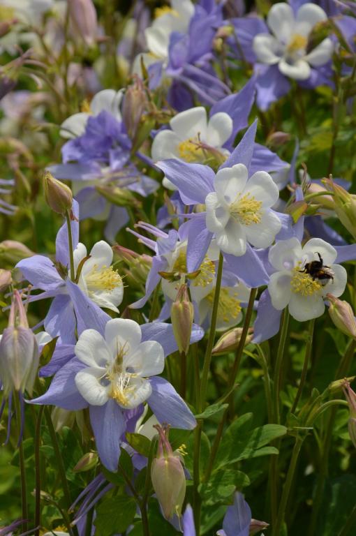 Aquilegia caerulea, 'Blue Star'