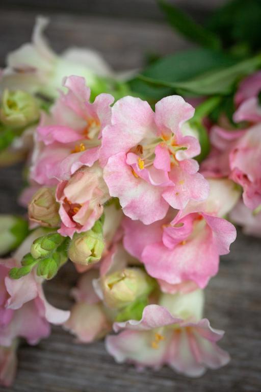 Antirrhinum majus, 'Doubleshot Appleblossom', F1 Hybrid