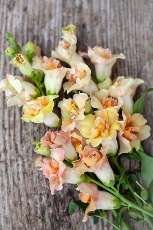 Antirrhinum majus, 'Doubleshot Peach', F1 Hybrid