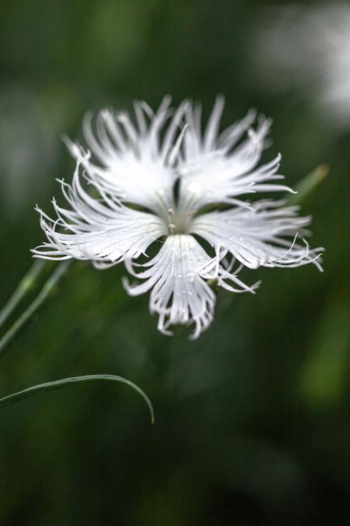 Dianthus superbus var. alba