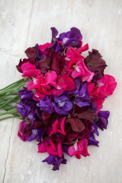 Lathyrus odoratus, Chiltern Seeds 'Jewels' Mix