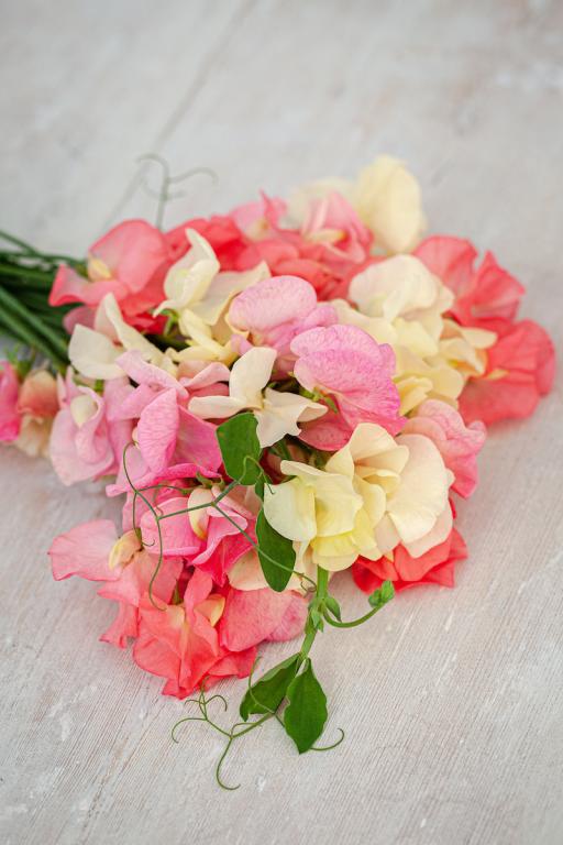 Lathyrus odoratus, Chiltern Seeds 'Pink Champagne' Mix