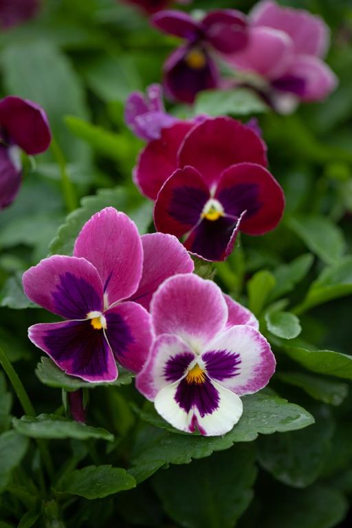 Viola x wittrockiana, Swiss Giants, 'Laura'
