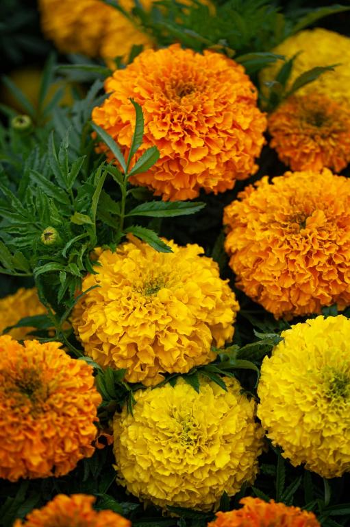 Tagetes erecta, 'Indiana' Mixture, F1 Hybrid