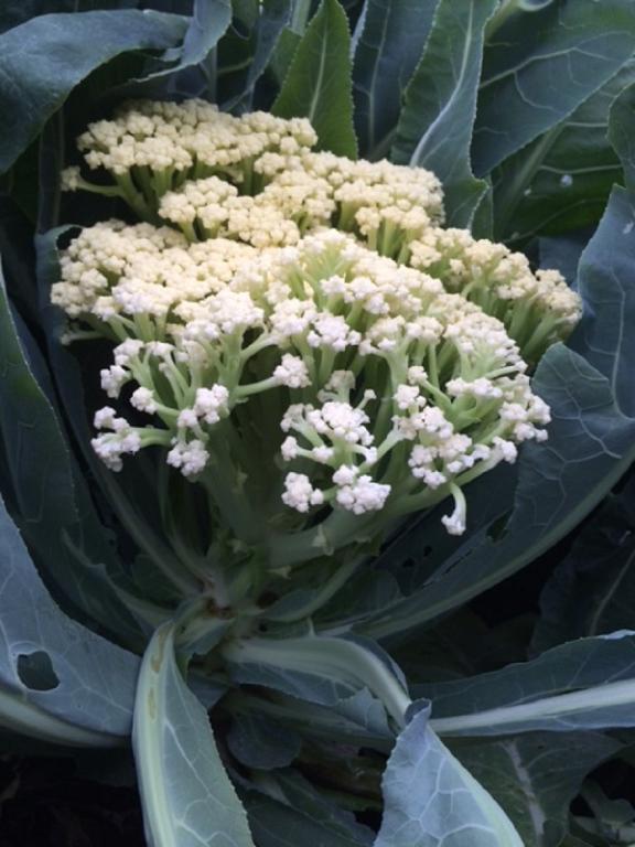 Cauliflower, Sprouting, 'Delistem White', F1 Hybrid