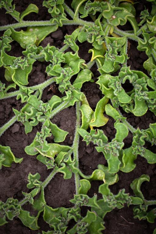 Ice Plant Mesembryanthemum crystallinum