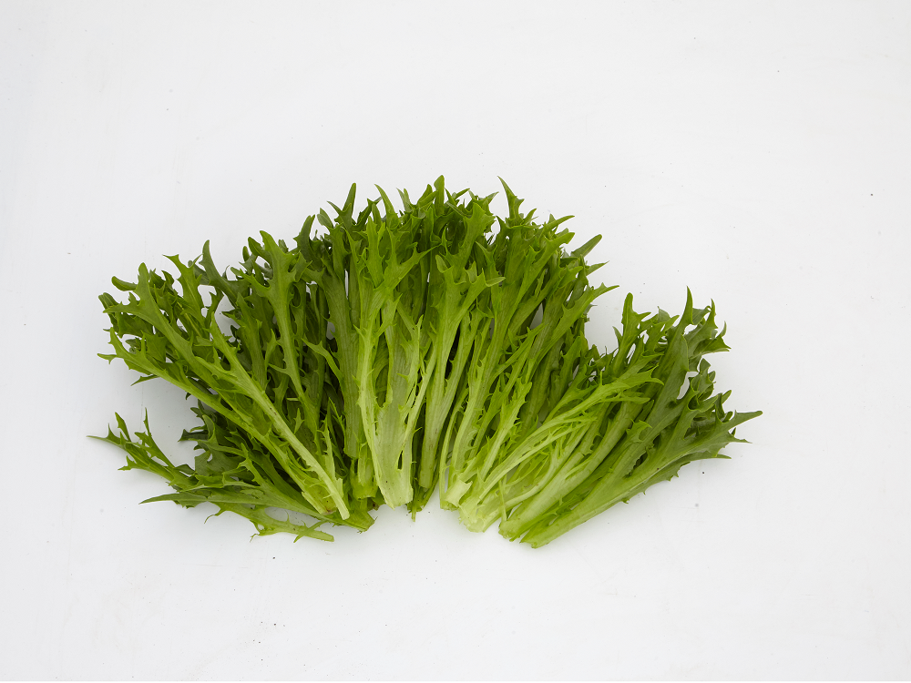 Lettuce, Curled & Oak Leaf, 'Verdagio'