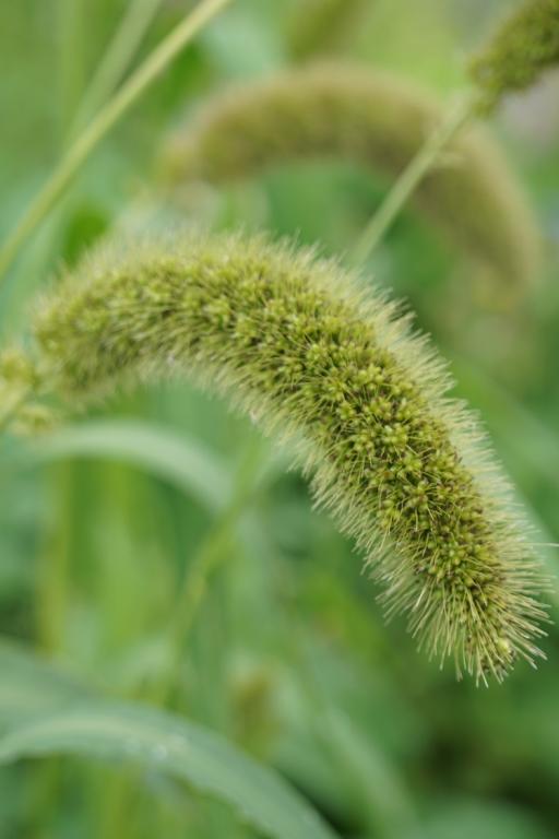 Setaria macrocheata, 'Green Bristles'