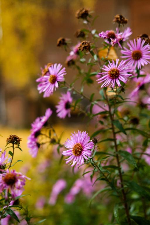 Symphyotrichum novae-angliae