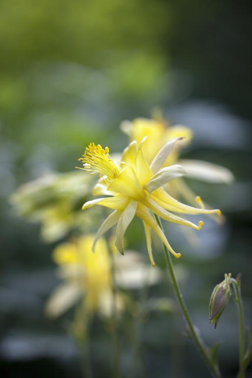 Aquilegia chrysantha, 'Yellow Queen'