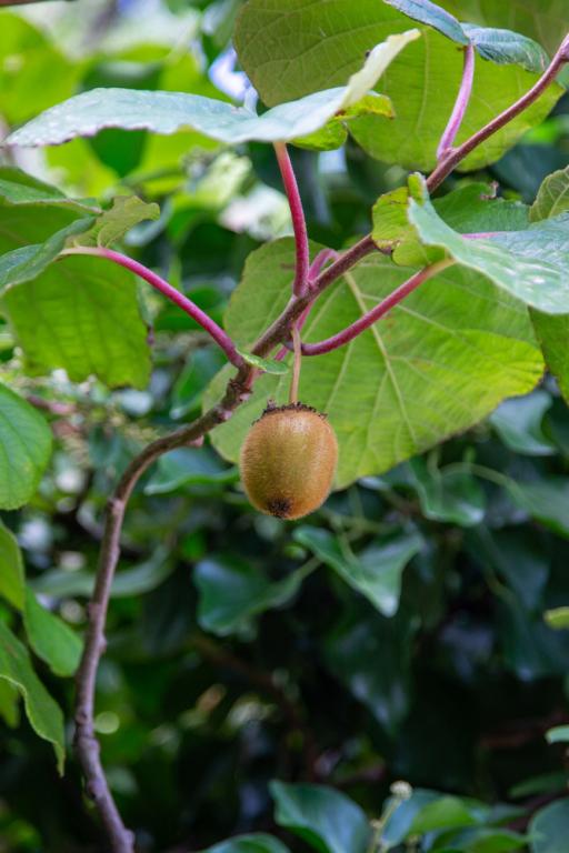 Actinidia deliciosa