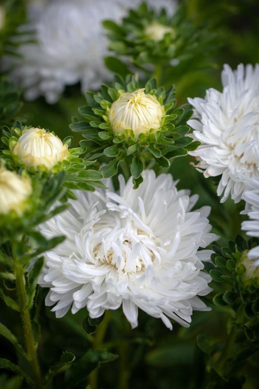 Callistephus chinensis, 'Apollonia White'