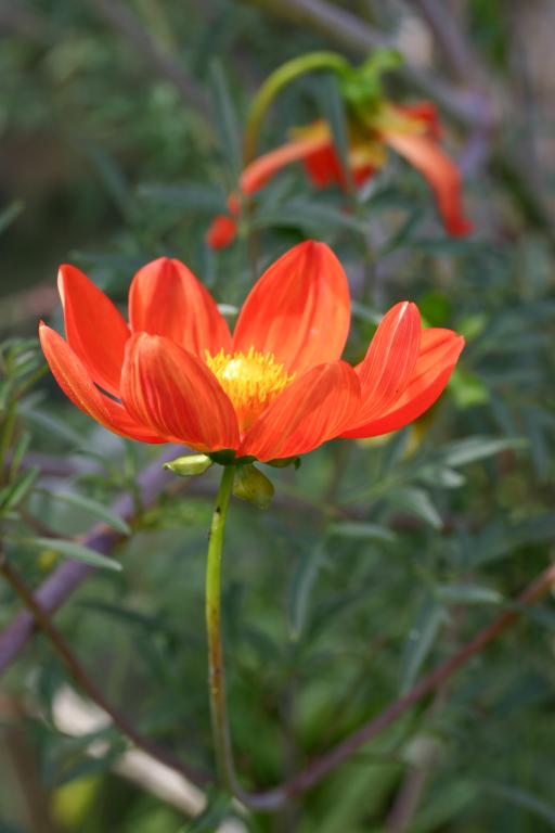 Dahlia coccinea var. palmeri