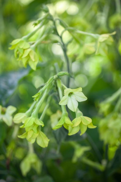Nicotiana alata grandiflora, 'Mojito'