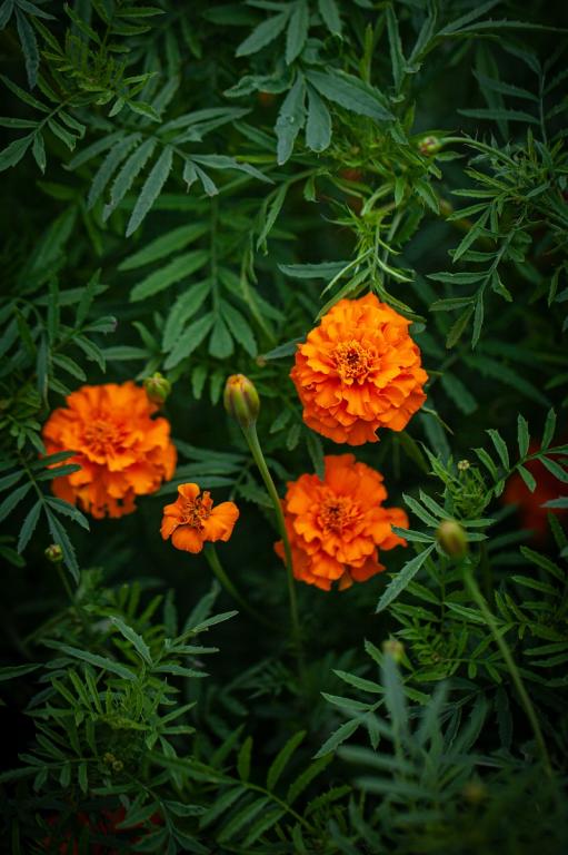 Tagetes patula, 'Princess of Orange'