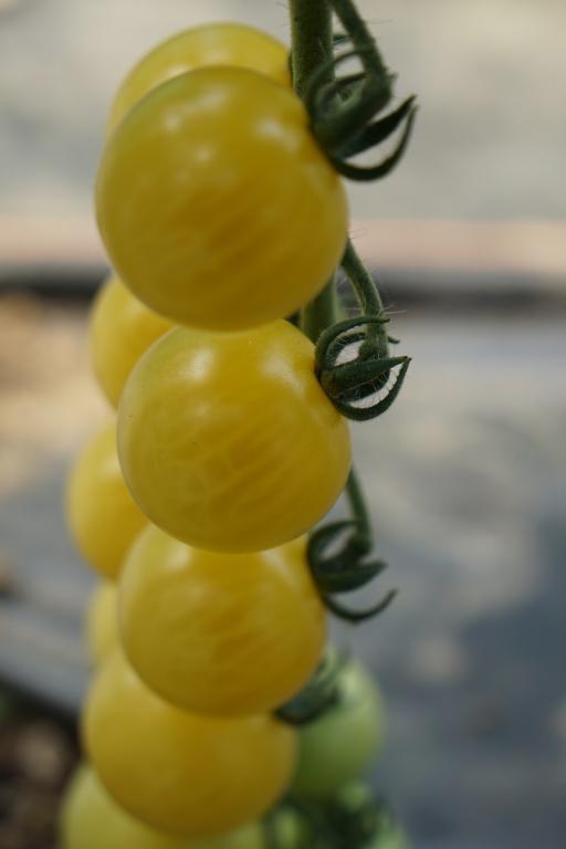 Tomato, Cherry, 'Iridescent', F1 Hybrid