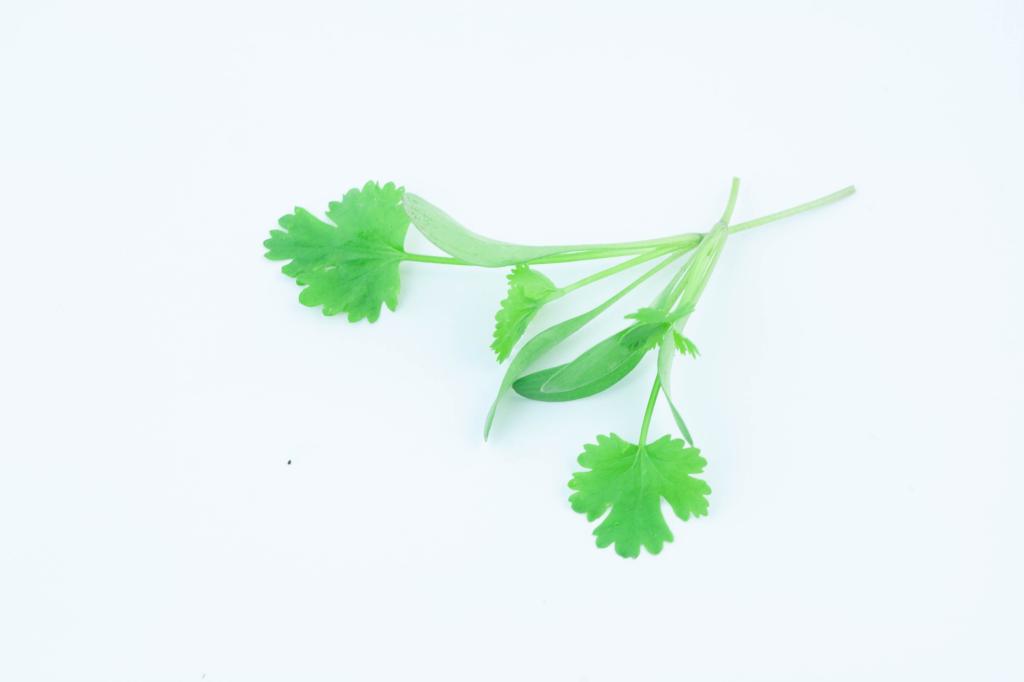Microgreens, 'Micro Coriander Splits'