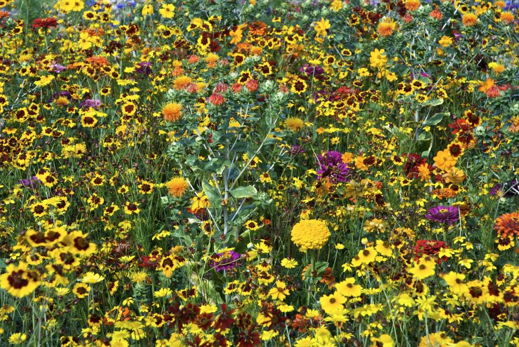 Flowers for Dyes Mix