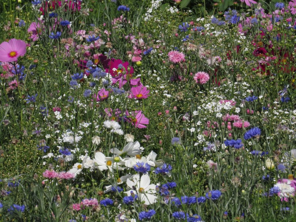 Annual Carpet Mixes, Carpet Pastel Shades