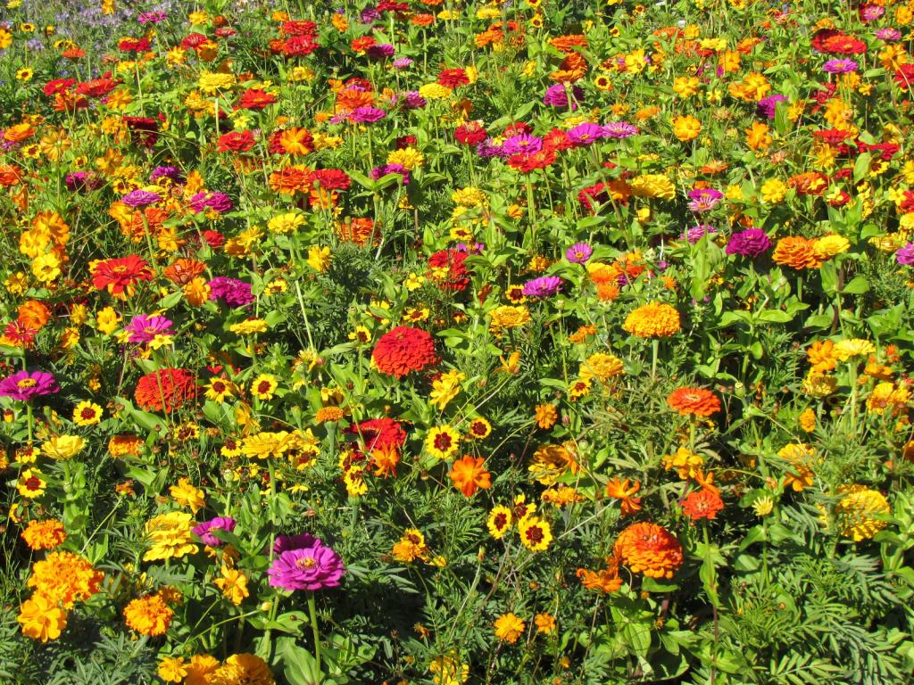 Annual Carpet Mixes, Carpet Flower Power