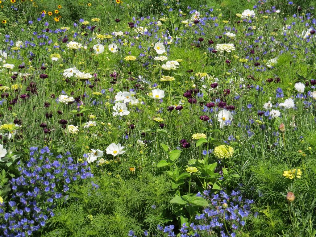 Annual Carpet Mixes, Carpet Flower Dreams