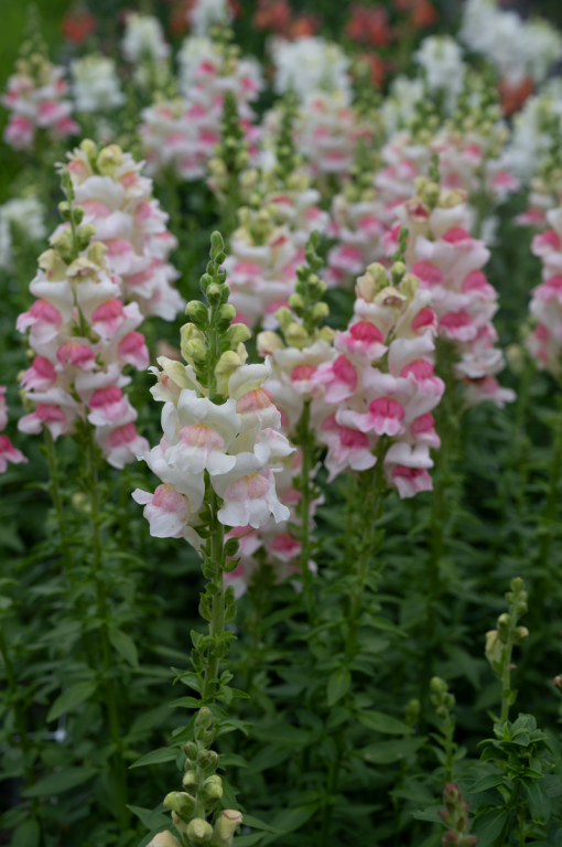 Antirrhinum majus, 'Opus Appleblossom', F1 Hybrid