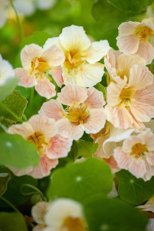 Tropaeolum minus, 'Tip Top Series', 'Tip Top Pink Blush'