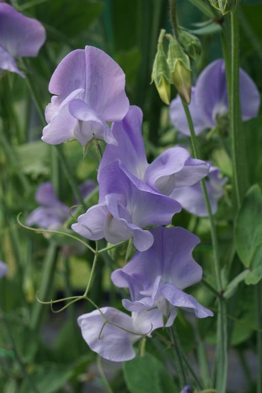 Lathyrus odoratus, 'Minette Marrin'