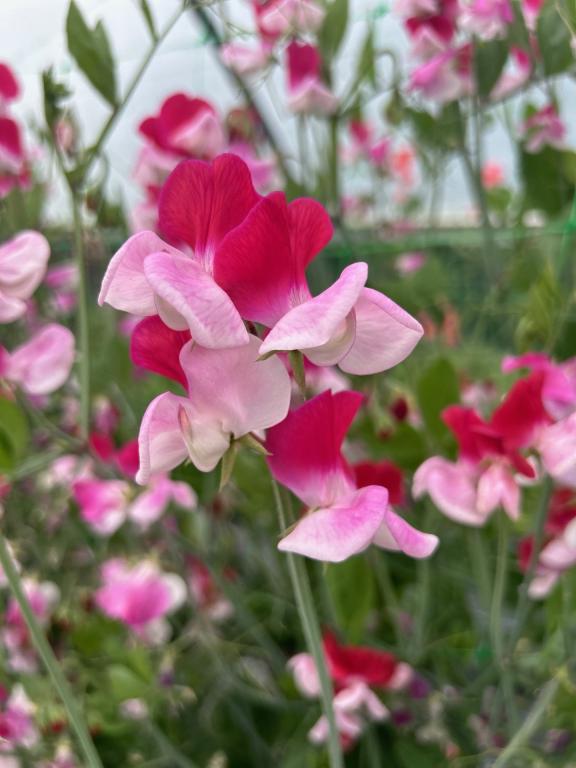 Lathyrus odoratus, 'Little Red Riding Hood'