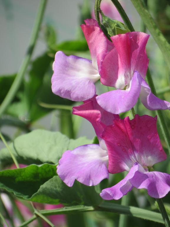 Lathyrus odoratus, 'Enchante'