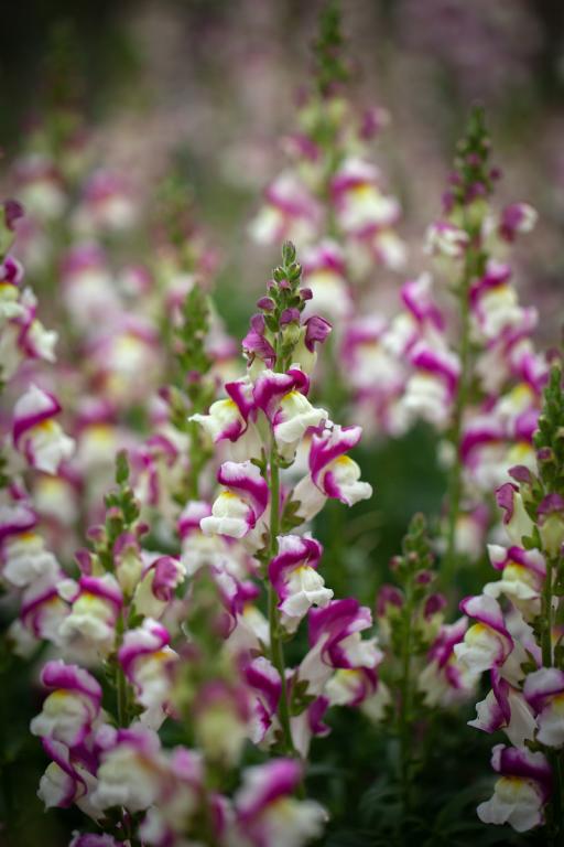 Antirrhinum majus, 'Cherry Twist'