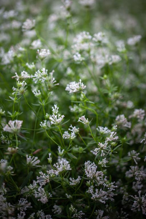 Asperula orientalis, 'Cloud Nine'