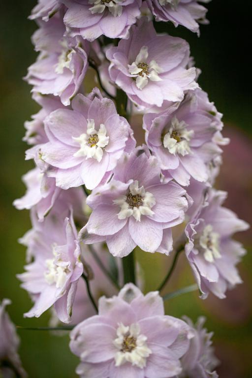 Delphinium elatum, 'Magic Fountains Cherry Blossom'