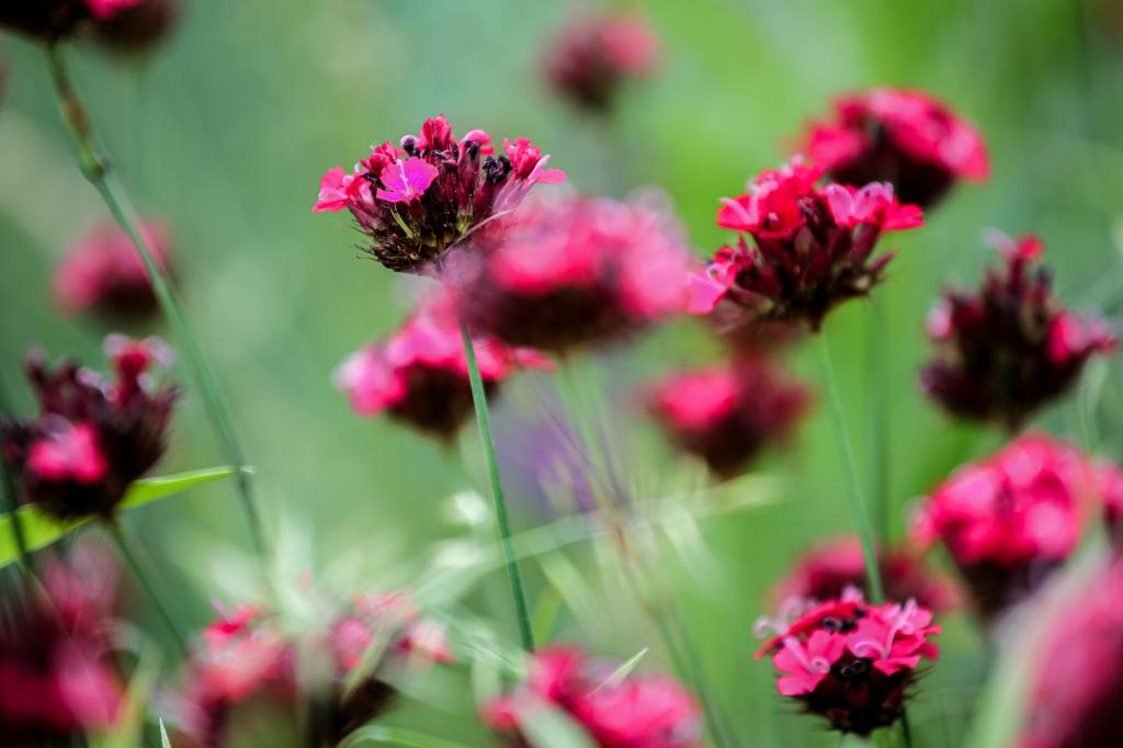 Dianthus cruentus