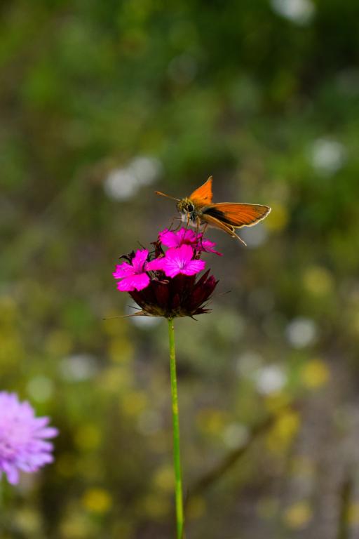 Dianthus giganteus