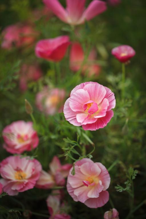 Eschscholzia californica, 'Thai Silk Rose Chiffon'