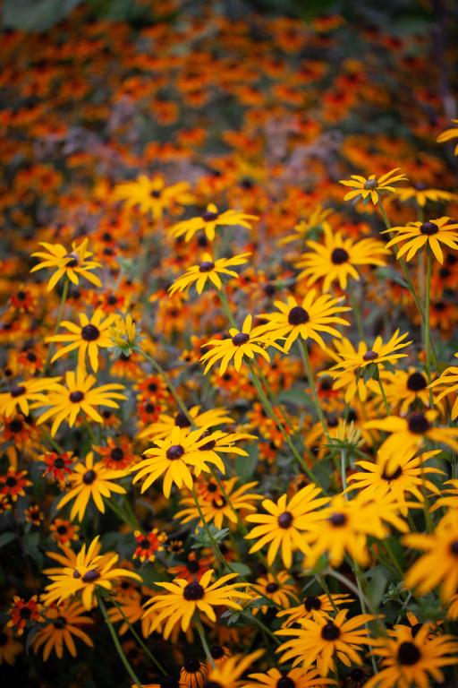 Rudbeckia fulgida var. deamii