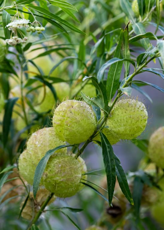 Gomphocarpus physocarpus