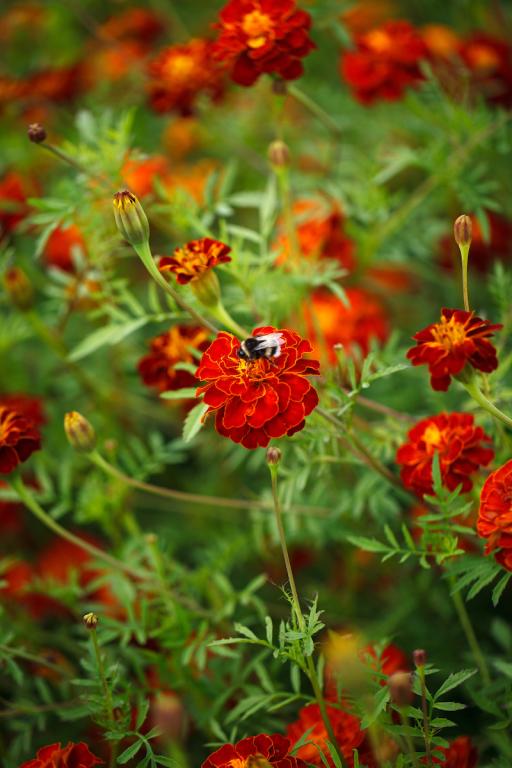 Tagetes patula, 'Labyrinth'