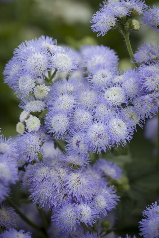 Ageratum houstonianum, 'Bicolor'