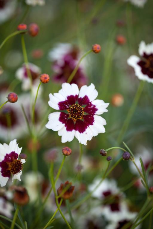 Coreopsis x hybrida, 'Incredible Series', 'Incredible Swirl'