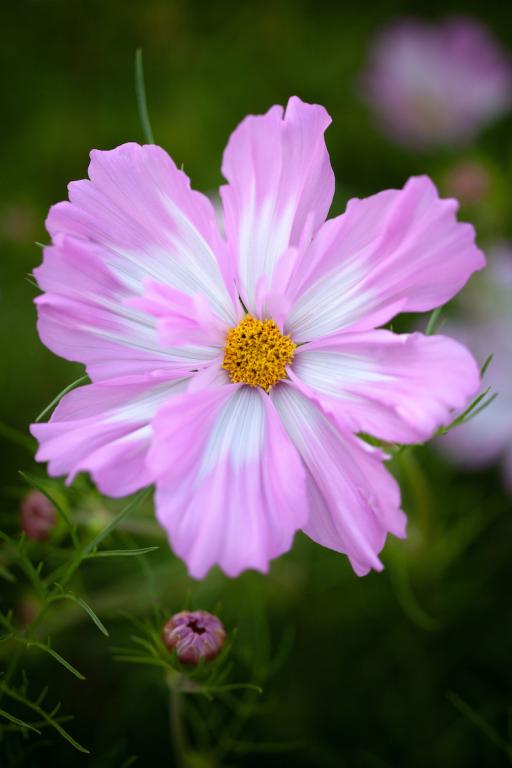 Cosmos bipinnatus, 'Colletta Pink-White'