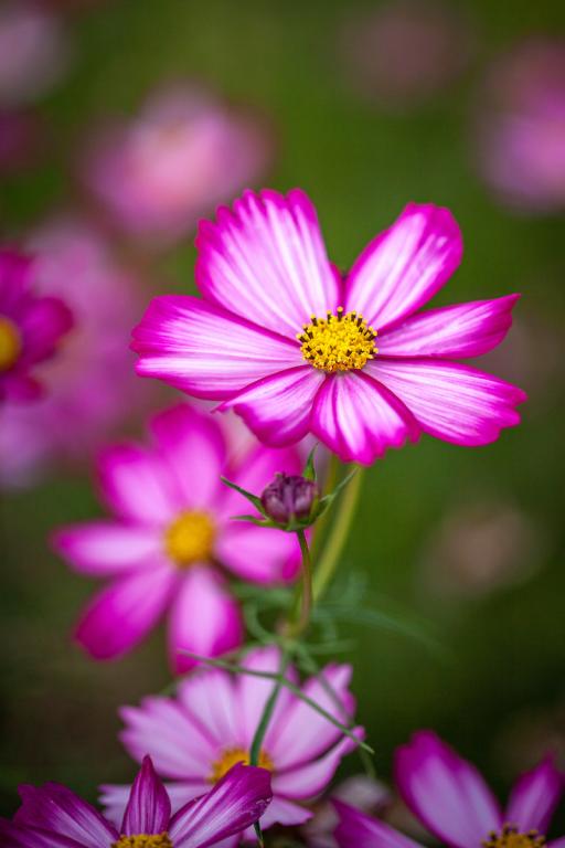 Cosmos bipinnatus, 'Cosimo Red-White'