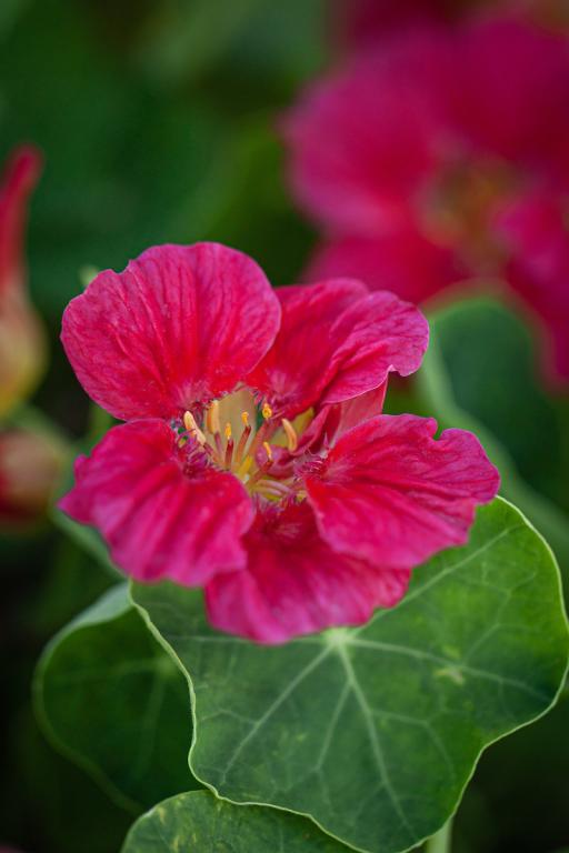 Tropaeolum minus, 'Whirlybird Rose'
